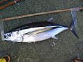 Thunnus alalunga 2.jpg