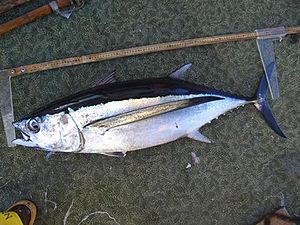 Thunnus alalunga 2.jpg