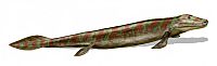 Tiktaalik BW.jpg