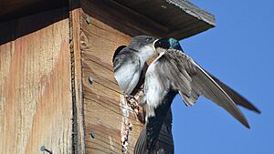 Tree Swallow young and parent (14428436918)