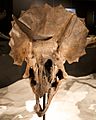 Triceratops skull frills