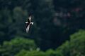 White-winged-Tern