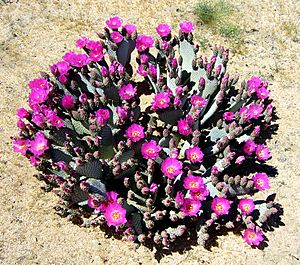 Wild Opuntia basilaris.jpg