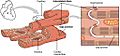 1020 Cardiac Muscle