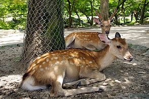 20100716 Sika Deer Nara 2241