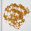 2017 0102 fenugreek seeds