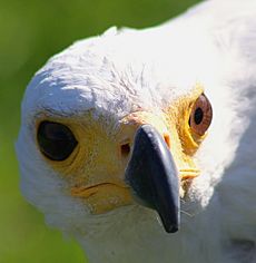 African Fish Eagle closeup, Malta Falconry Centre