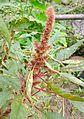 Amaranth(Edibles) Flower