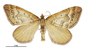 Asaphodes helias male.jpg