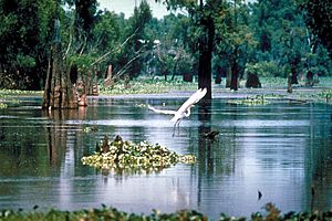 Atchafalaya Basin