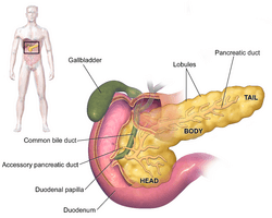 Blausen 0699 PancreasAnatomy2.png