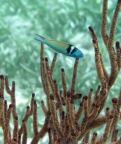 Bluhead Wrasse