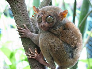 Bohol Tarsier