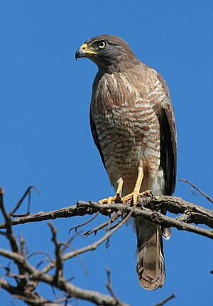 Buteo magnirostris -Goias -Brazil-8.jpg