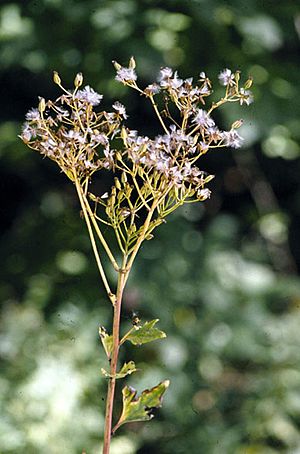 Cacalia atriplicifolia flower.jpg