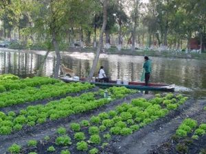 Camas chinampas