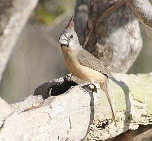 Cardinales phoeniceus female.jpg