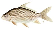 Carpiodes cyprinus.jpg