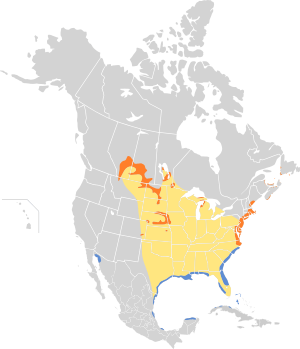 Charadrius melodus map.svg