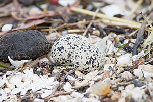 Charadrius ruficapillus eggs - Ralph's Bay.