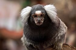 Common marmoset (Callithrix jacchus)