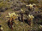 Cylindropuntia bigelovii (Teddy-bear cholla) 1