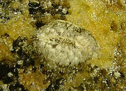 Cypraea moneta mantle expansion 3