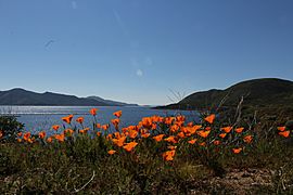 DiamondValleyLakeHemetPoppies