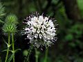 Dipsacus pilosus01