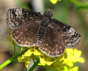 Dreamy Duskywing