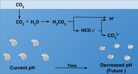 Effect of Ocean Acidification on Calcification