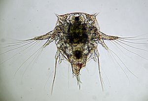 Elminius modestus nauplius