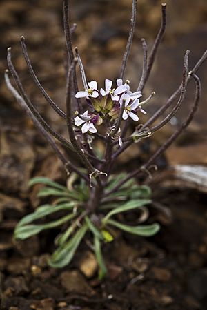 Erysimum pallasii.jpg