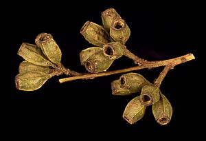 Eucalyptus calycogona fruit