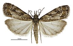 Eudonia legnota male.jpg