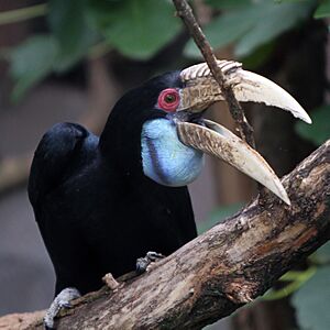 Female wreathed hornbill (4039988370).jpg