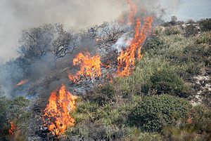 Fires cross a hill in SoCal October 2007