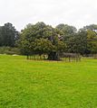 Foots Cray Meadows Sweet Chestnut