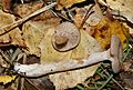 GT Coconut scented Milkcap, Lactarius glyciosmus