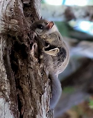 Glaucomys oregonensis2.jpg