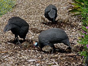 Guineafowl1