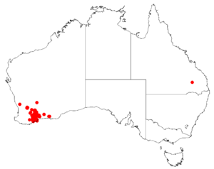 Hakea strumosaDistMap132.png