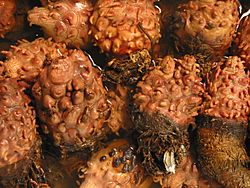 Halocynthia roretzi-Sea pineapples at Tsukiji Market-01.jpg