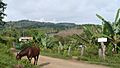 Horses walking around freely