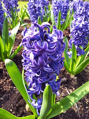 Hyacinth - Anglesey Abbey.jpg