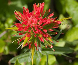 IndianPaintbrush1