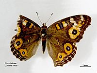 Junonia villida dorsal