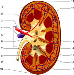 Kidney PioM.png