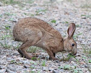 Lepus brachyurus eating grass