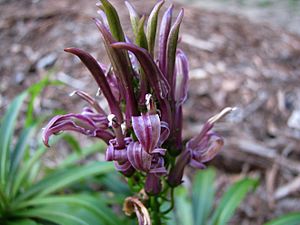 Lobelia niihauensis (5762180787)